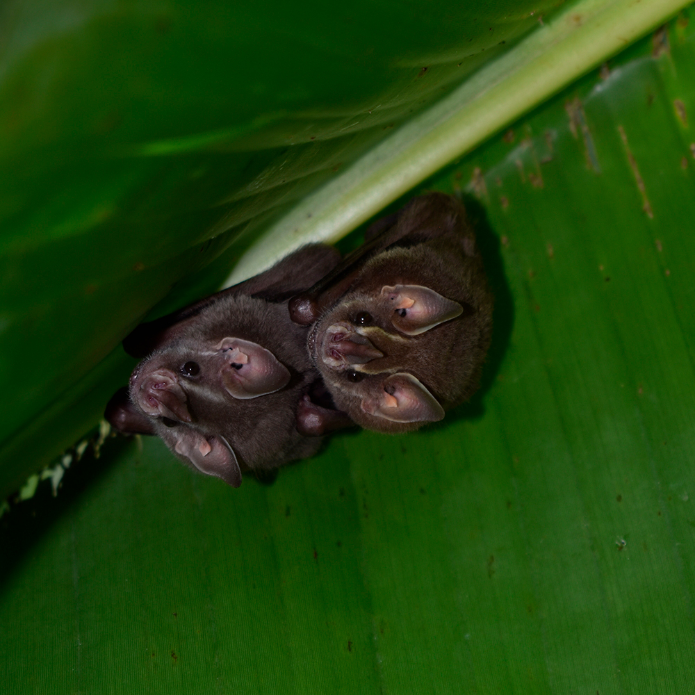 couple de chauve souris