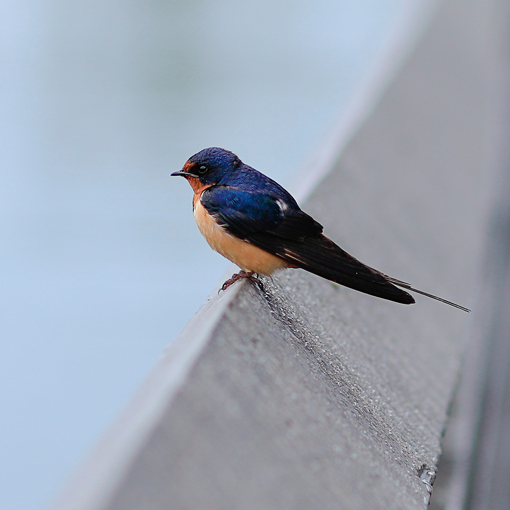 photo hirondelle predateur moustique