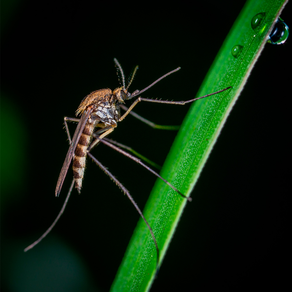 moustique tigre photo zoom sur herbe