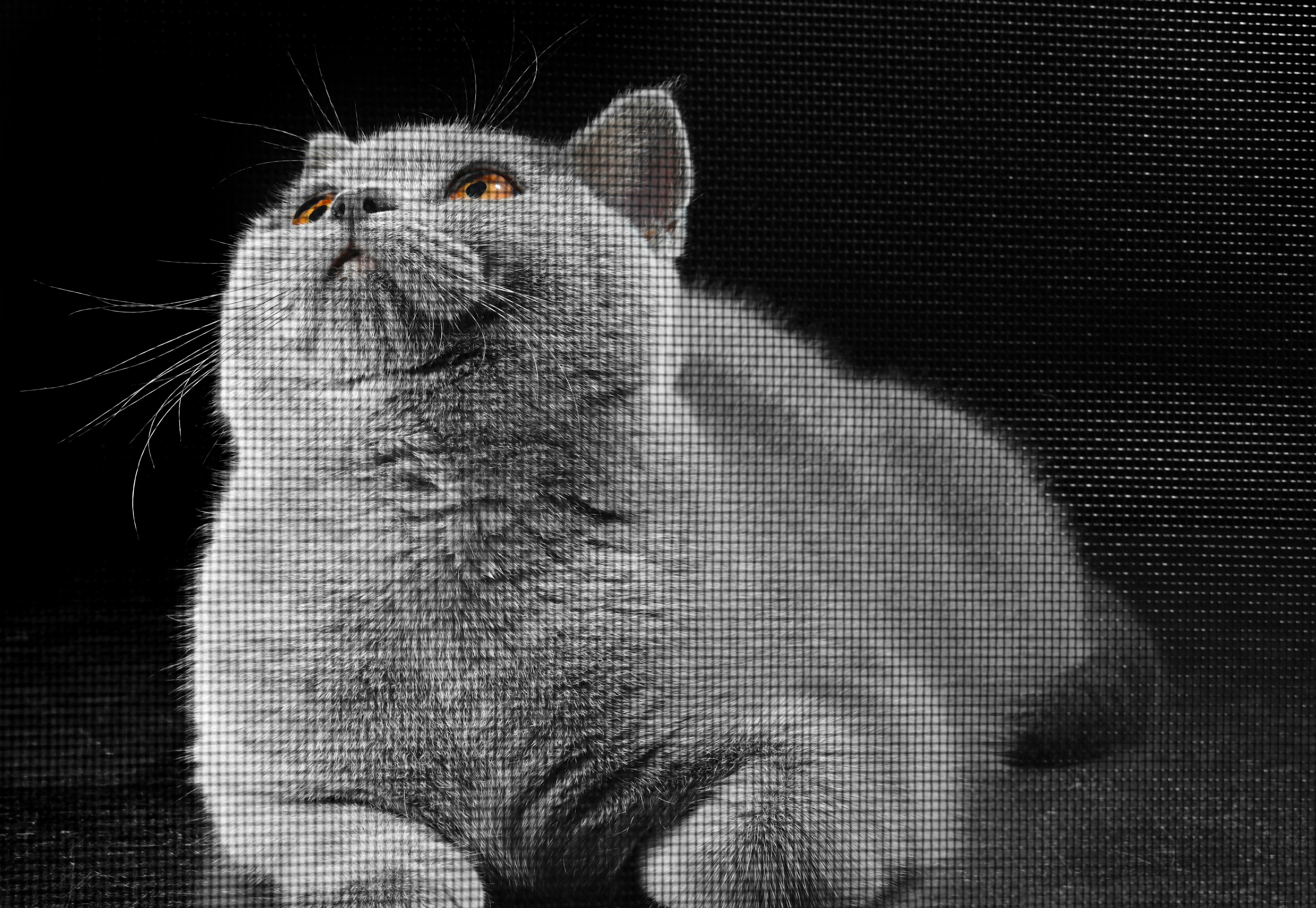 moustiquaire haute resistance chat
